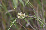 Gulf coast swallow-wort